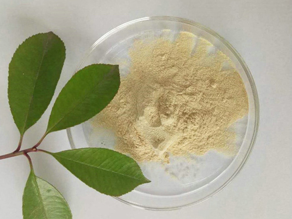 大豆蛋白水解專(zhuān)用酶五大用途